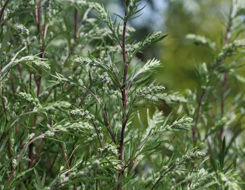 artemisia-vulgaris plant